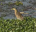 Indian pond heron (Ardeola grayii)