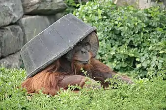 A Sumatran orangutan