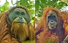 Head and shoulder shots of an adult male and female orangutan