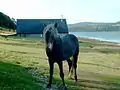 One of the wild Eriskay ponies