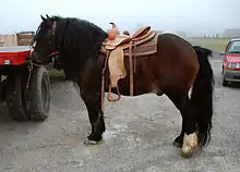 A heavy-set and powerful-looking bay draught horse