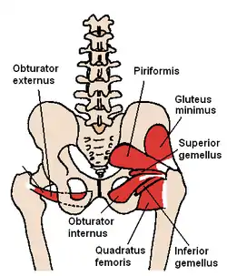 Posterior hip muscles