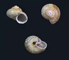 Poteria translucida