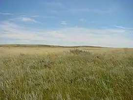 Low hills covered in shortgrass prairie