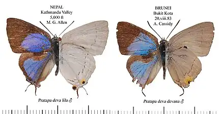 Museum specimen