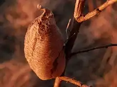 Praying mantis (Mantis religiosa) ootheca in Ontario, Canada.