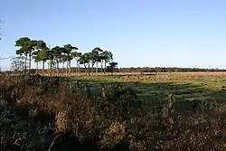 Prestwick Carr SSSI plantation (afar)