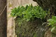 Growing on an outcrop ledge in Pope County, Illinois