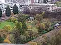 Guernsey Elms (top left), foliage still dark green in early winter (Princes Street Gardens)