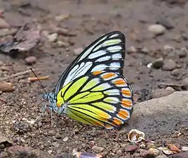 Ventral view