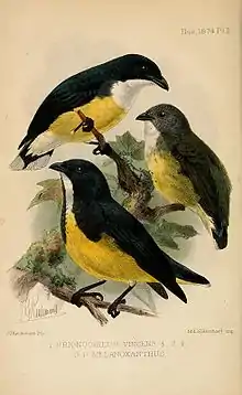 with yellow-bellied flowerpecker below