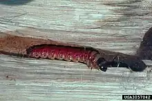 Worm/larva