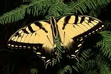 Eastern Tiger Swallowtail