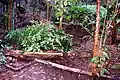 Ligustrum lucidum killed as weeds in an Australian rainforest