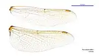 Female wings