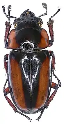 Female Prosopocoilus savagei