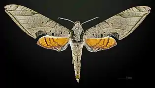 Male dorsal view