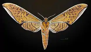 Female ventral view