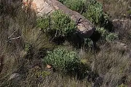 Protea namaquana habitus