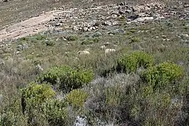 Protea namaquana habitat