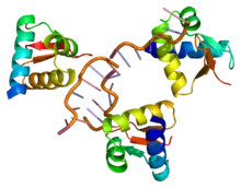 ADAR Protein.