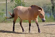 Przewalski's horse