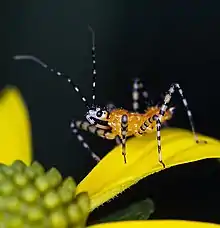 Pselliopus barberi nymph