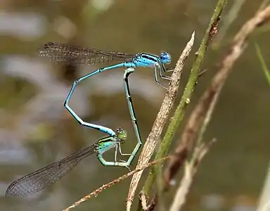 Mating