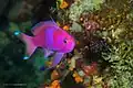 Male Pseudanthias pleurotaenia at Wakatobi National Park Indonesia, 2017