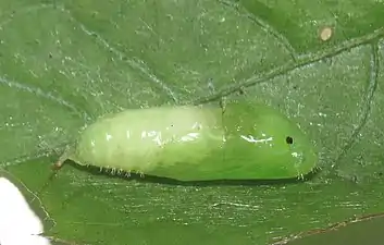 Pupa