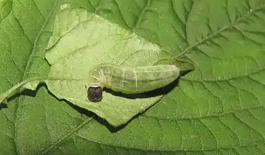 Larva