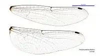 Female wings