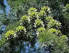 Maturing female cones