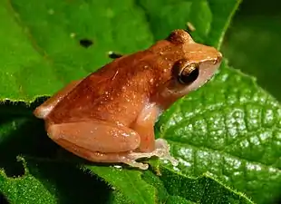 Dorsal view