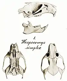 From top to bottom: side view of skull with mandible, missing much of the posterior part; text "1. Hesperomys simplex"; and views of the same skull from above and below.