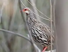 P. a. afer(Statius Müller, 1776)in northern Namibia