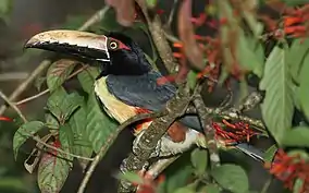 A collared aracari bird