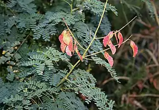 Fruit and foliage