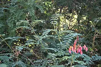 Armed stems and leaf rachides