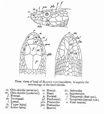 Image 14A line diagram from The Fauna of British India by G. A. Boulenger (1890), illustrating the terminology of shields on the head of a snake (from Snake)