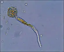 Germinating uredospores