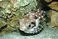 A porcupinefish in an aquarium