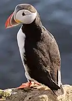 Atlantic puffinFratercula arcticalunde