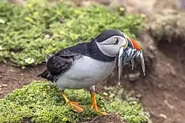 Puffin (Fratercula arctica) with lesser sand eels (Ammodytes tobianus).jpg