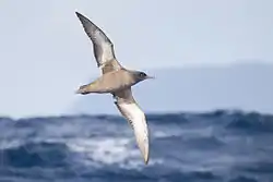 greyish seabird with whitish wings