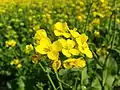 Punjabi Mustard Flowers