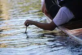 Summer on the Cam