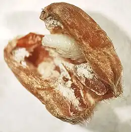 Pupa inside a wheat kernel