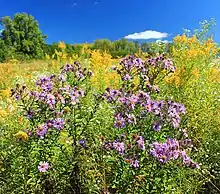 Several New England aster plants in a large field flowering with bright yellow goldenrod, a deep blue sky in the background with a few trees and a white fluffy cloud in the sky