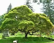 Purple Japanese Threadleaf Maple, July 2011